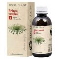 hogweed-tincture-cow-parsnip-200-ml